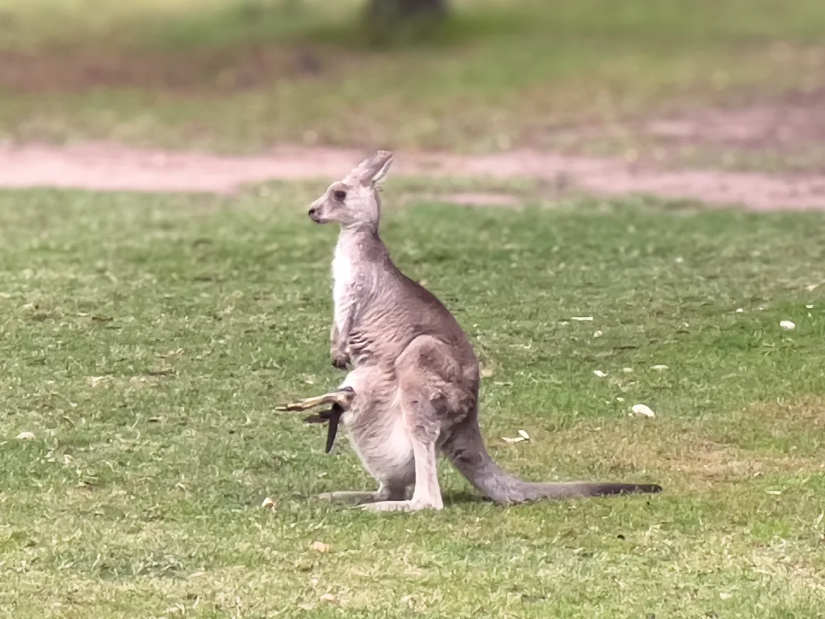A kangaroo with her joey stops for a brief inspection.