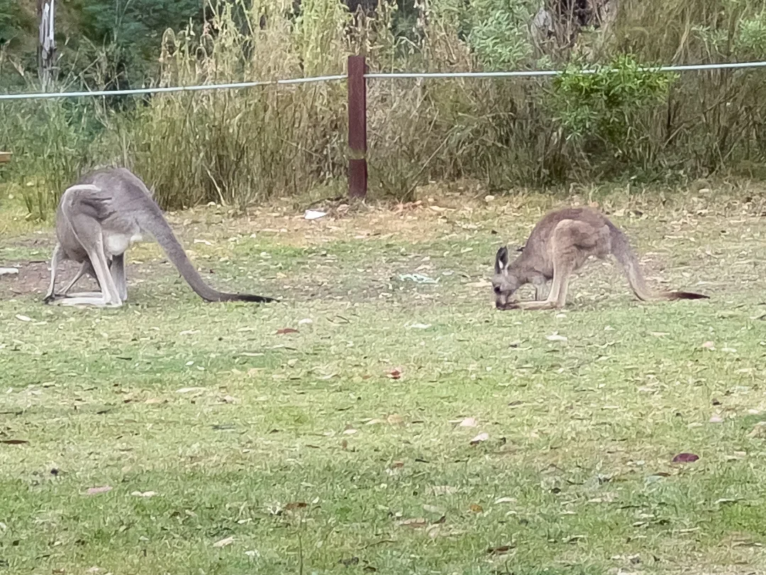 A pair of kangaroos enjoying a peaceful morning graze.
