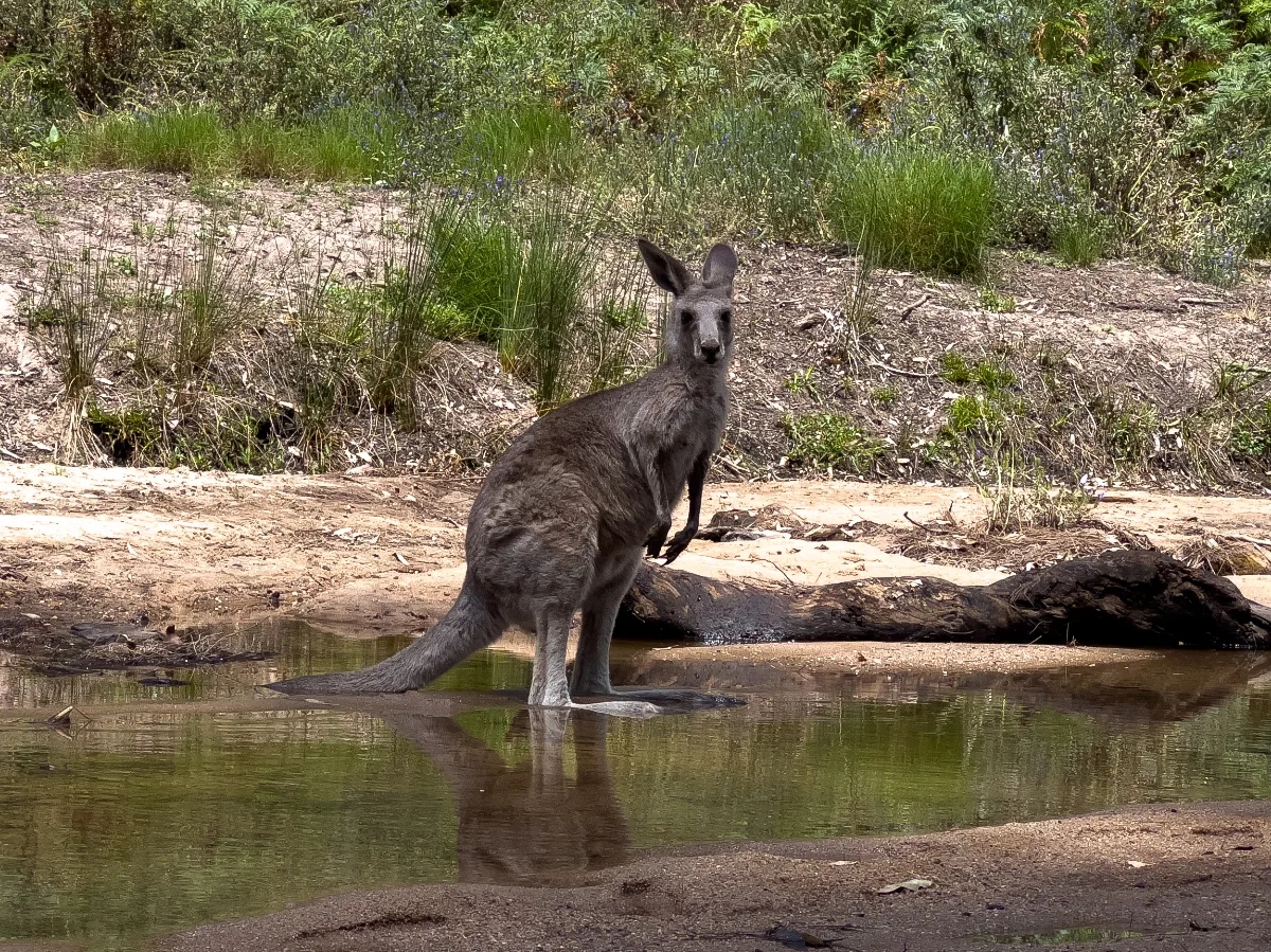 A kangaroo pausing for a drink at the creek's edge.