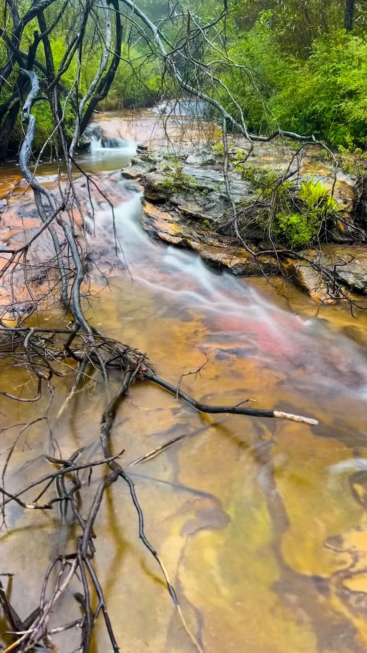 Tannin-rich water flows over the rocky creek bed.