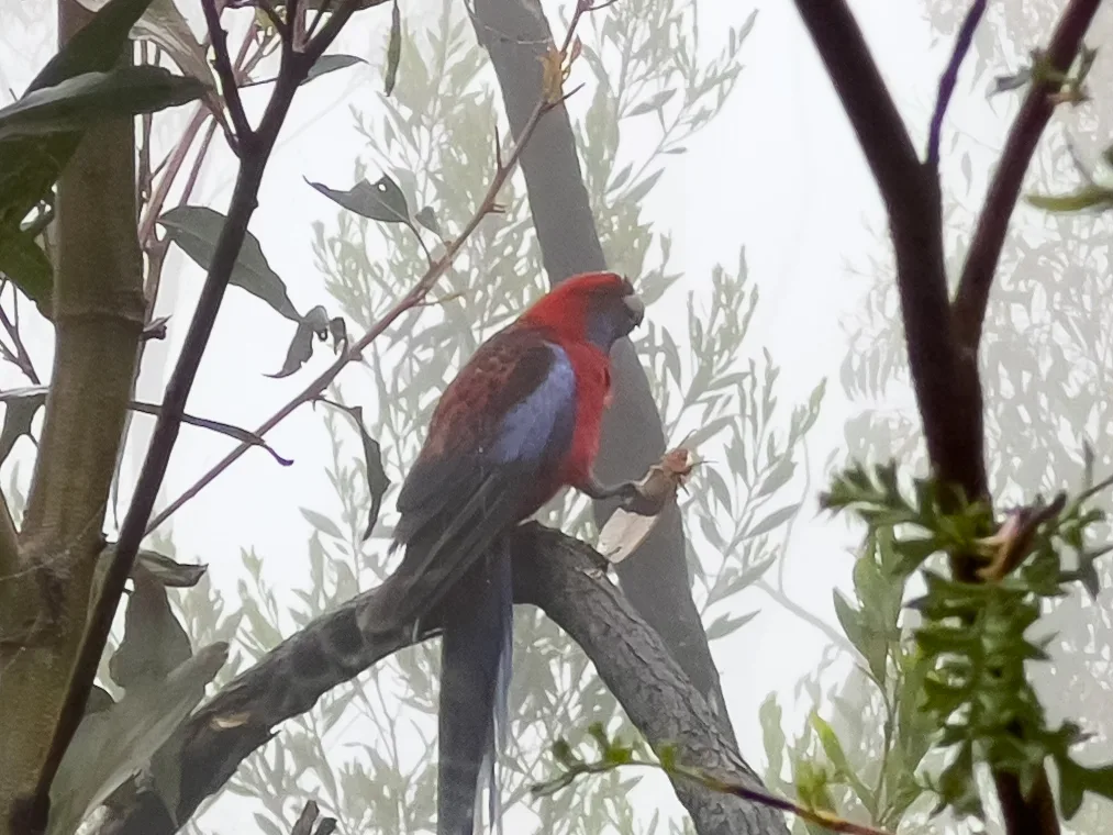 A Crimson Rosella adds a splash of colour to the grey morning.