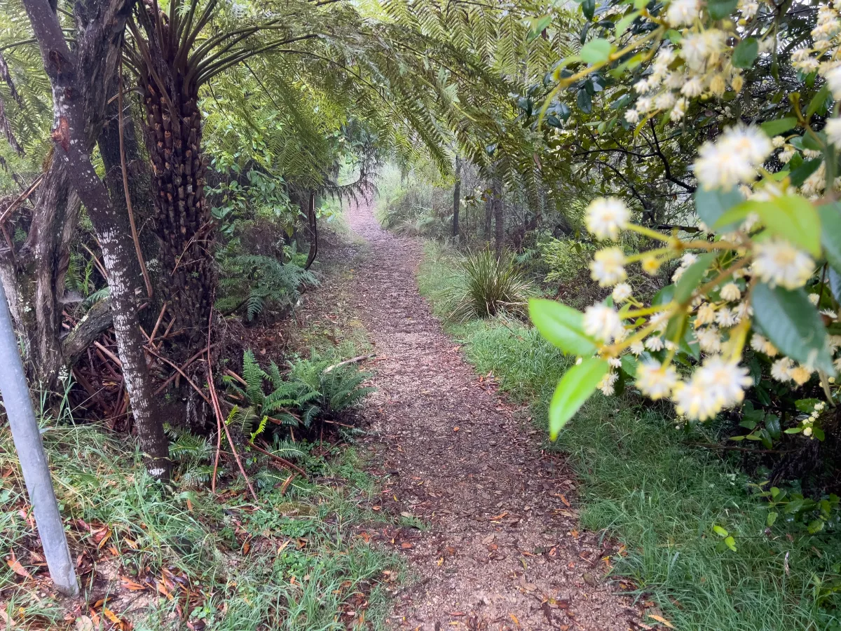 A leafy path disappears into the mist-shrouded bushland of Blackheath.