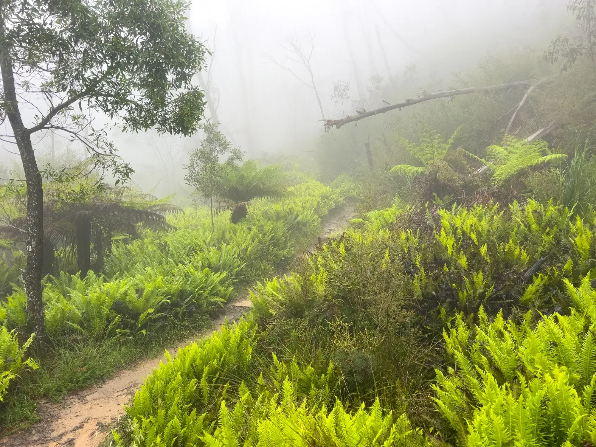 Verdant ferns thrive in the moist, misty conditions.