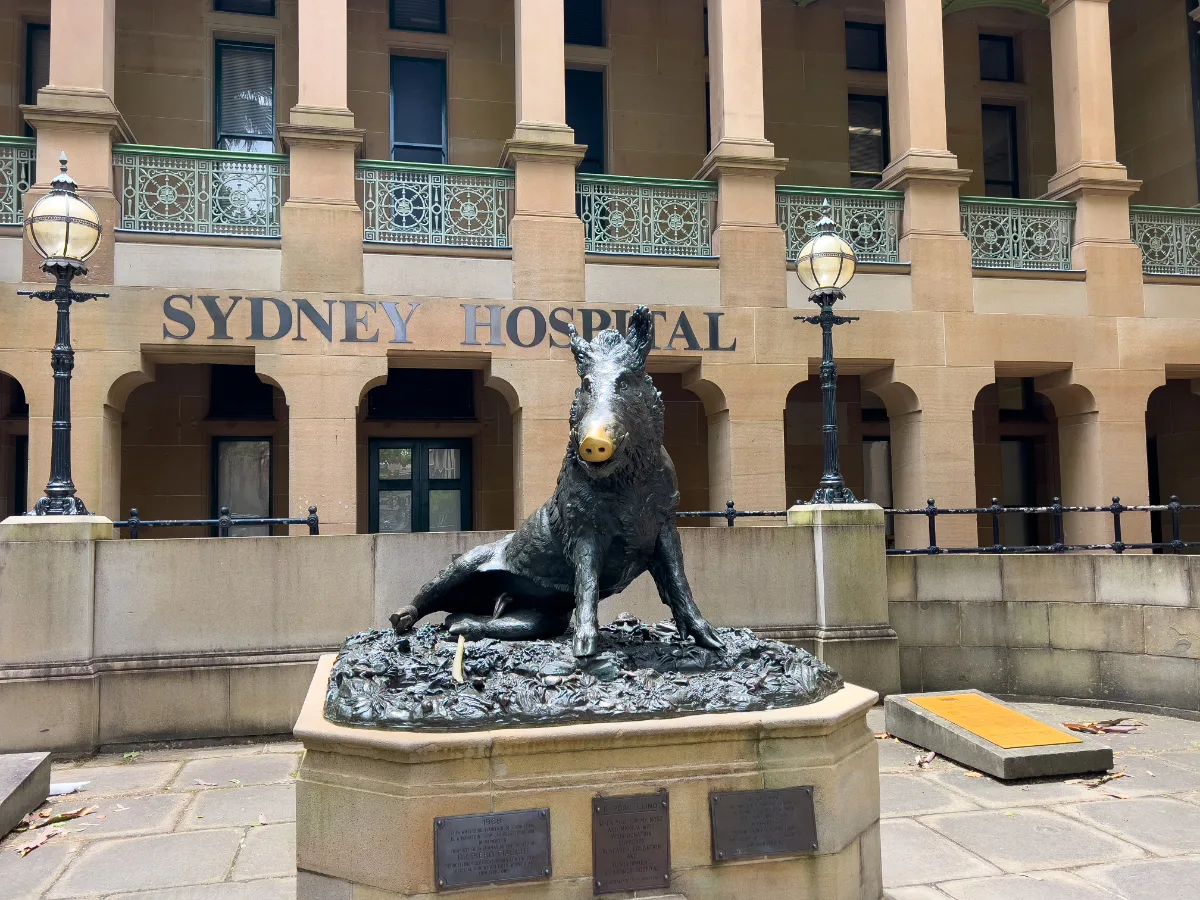The bronze boar outside Sydney Hospital: a curious guardian of health and fortune.