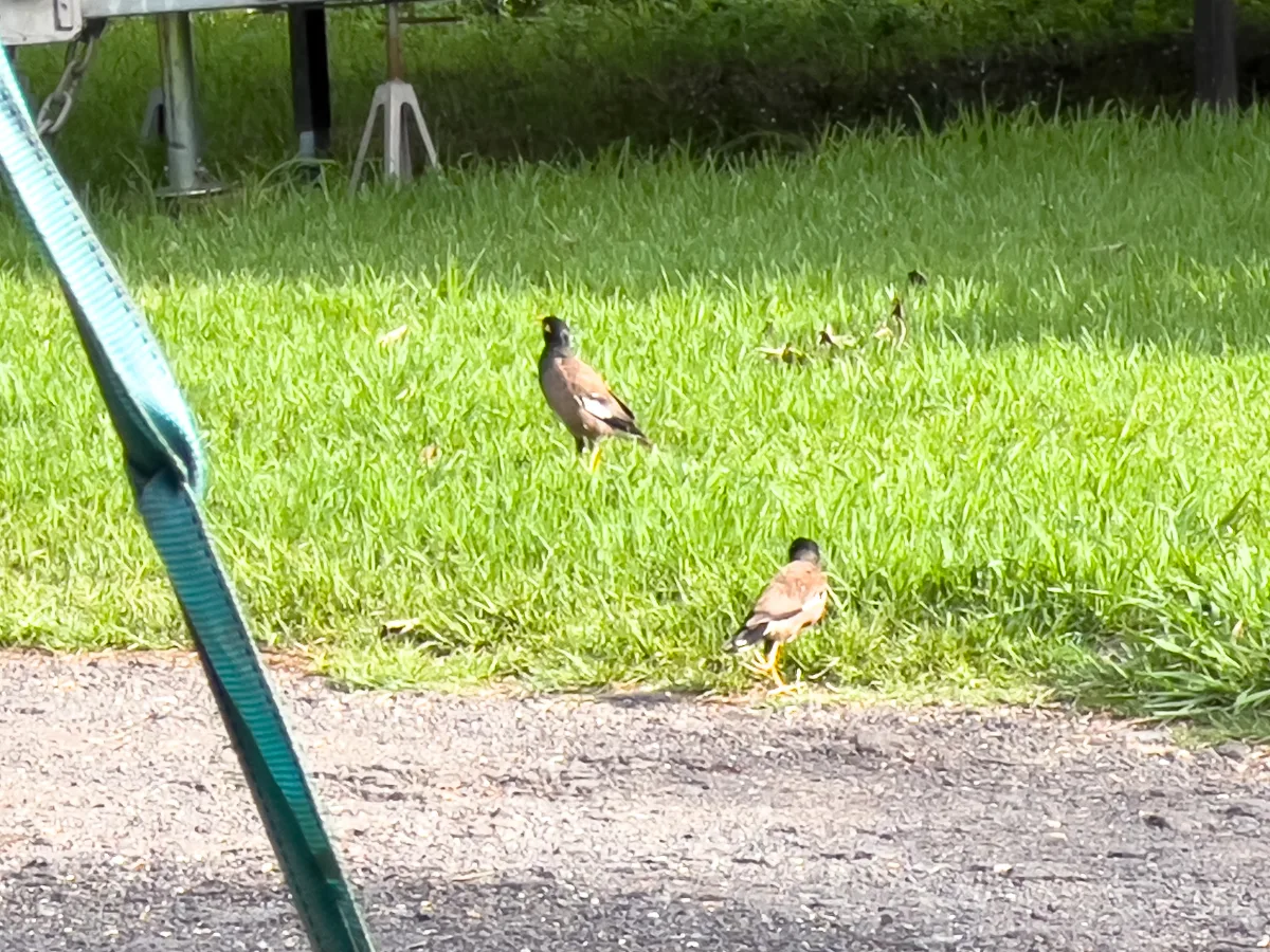 A pair of Indian mynas hunting for breakfast near the caravan at Camden Holiday Park, Elderslie. They appear quite at home.
