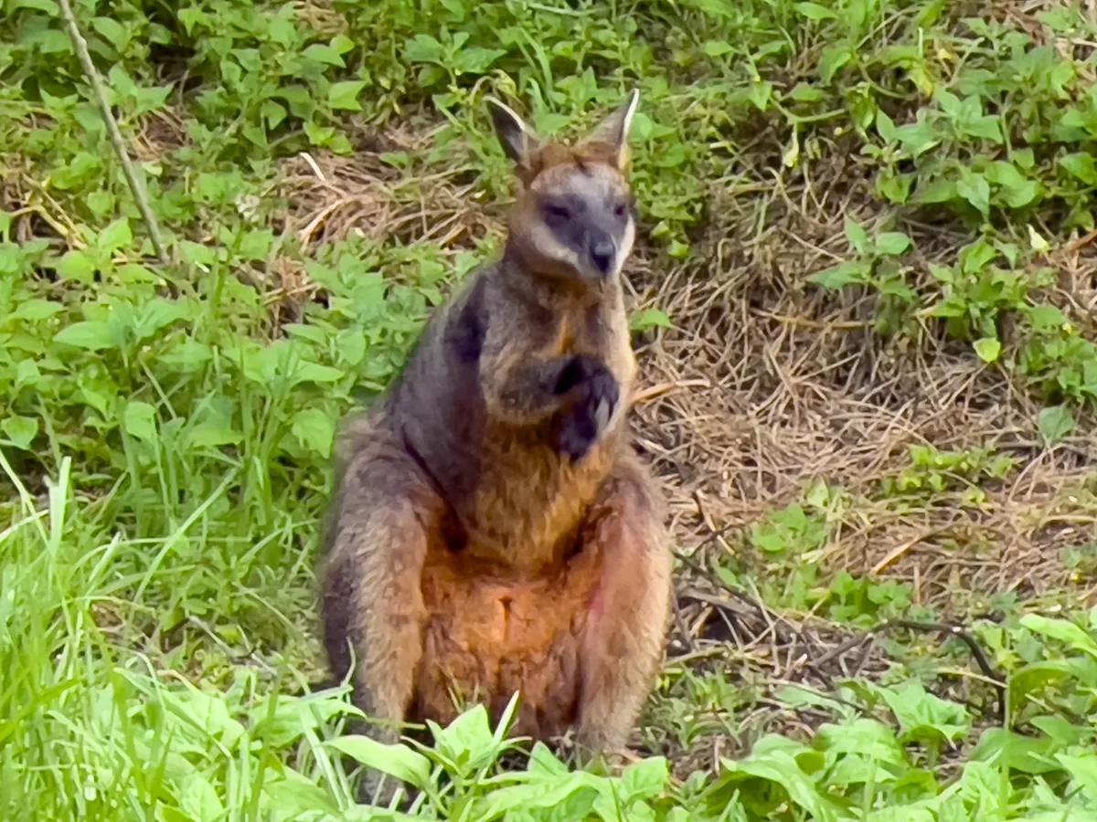 An inquisitive wallaby makes itself at home near our campsite.