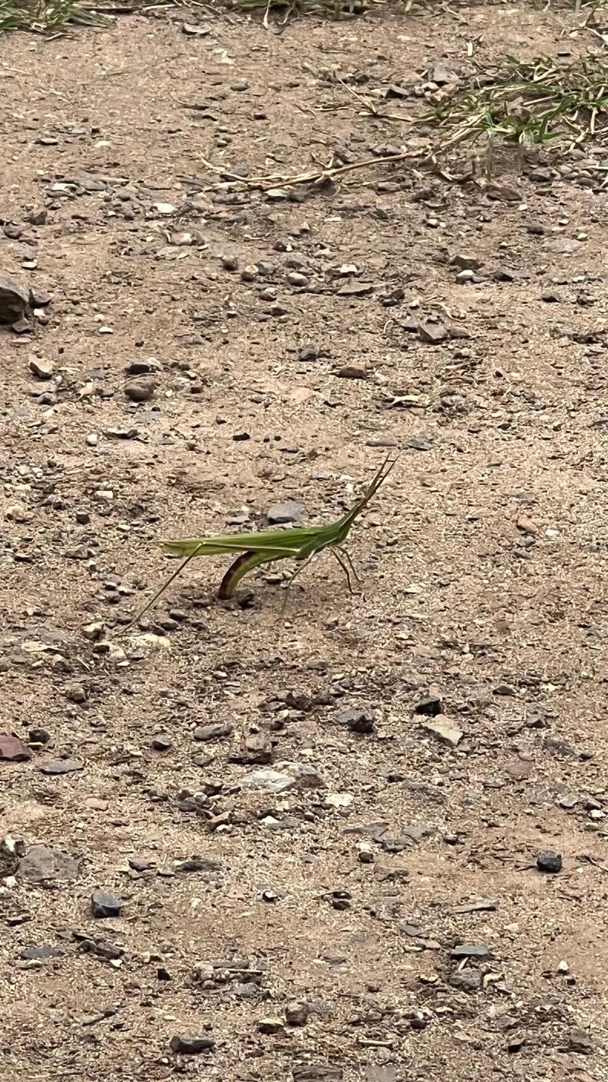 A proud grasshopper poses for a photo in Congo, New South Wales