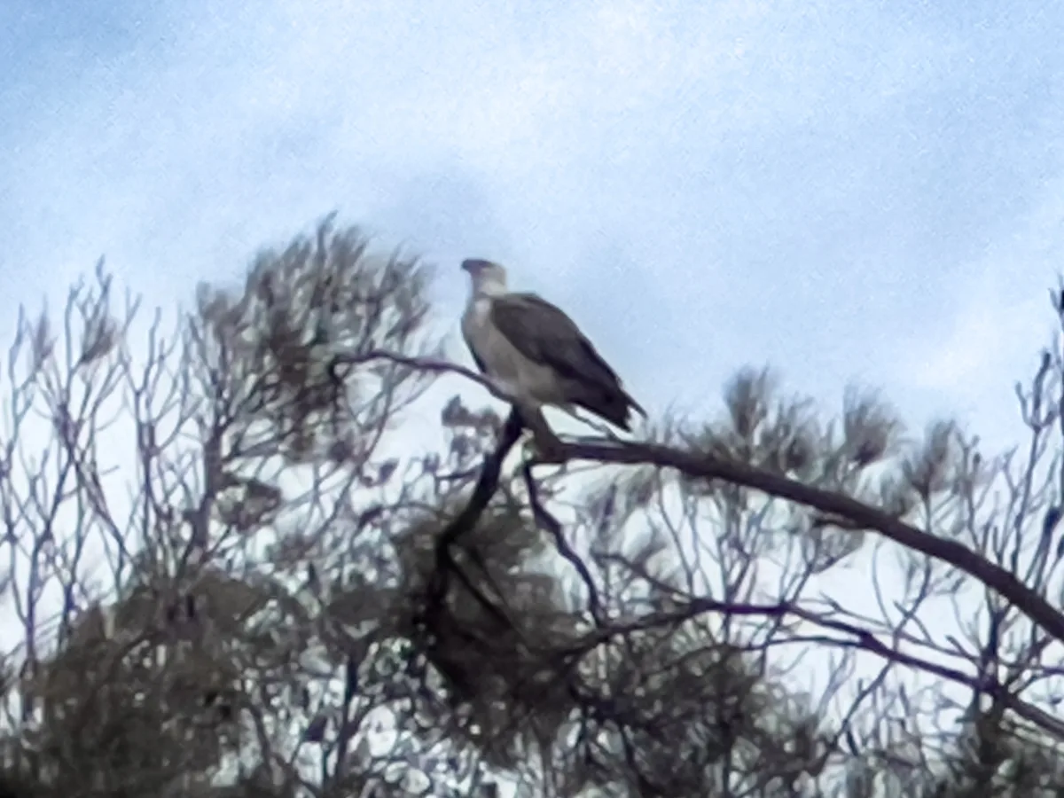 A majestic white-bellied sea eagle perches overlooking the Moruya Heads coastline.
