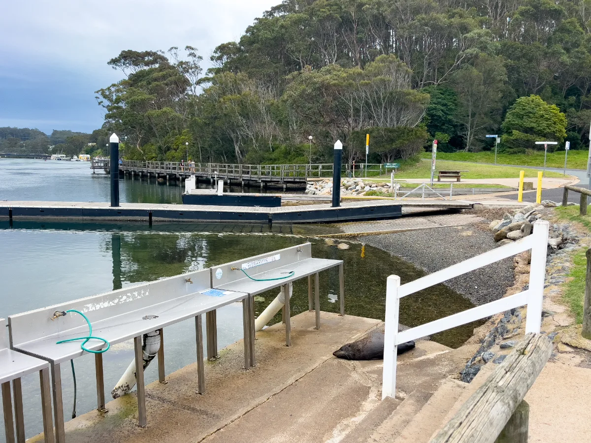 A nonchalant seal lounges next to the fish cleaning station, providing a rather unique greeting to visitors.