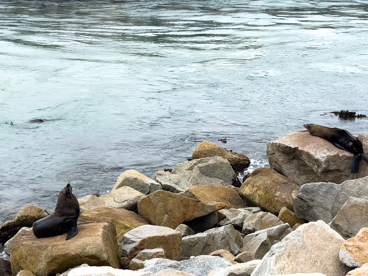 Seals bask in the sun on the rocks near the water, enjoying a moment of peace.