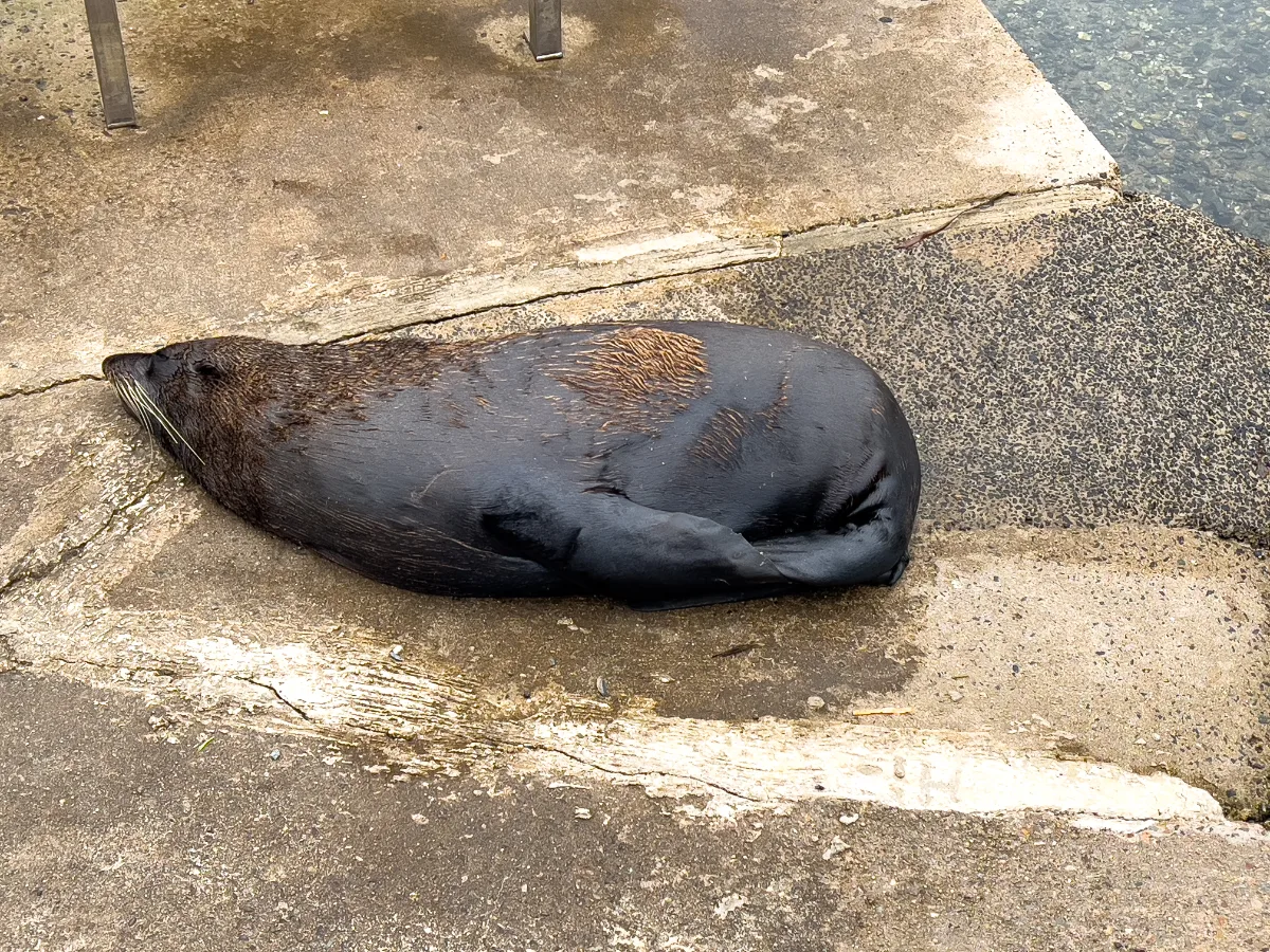 This seal is so comfortable, it's napping on the concrete. What a life!