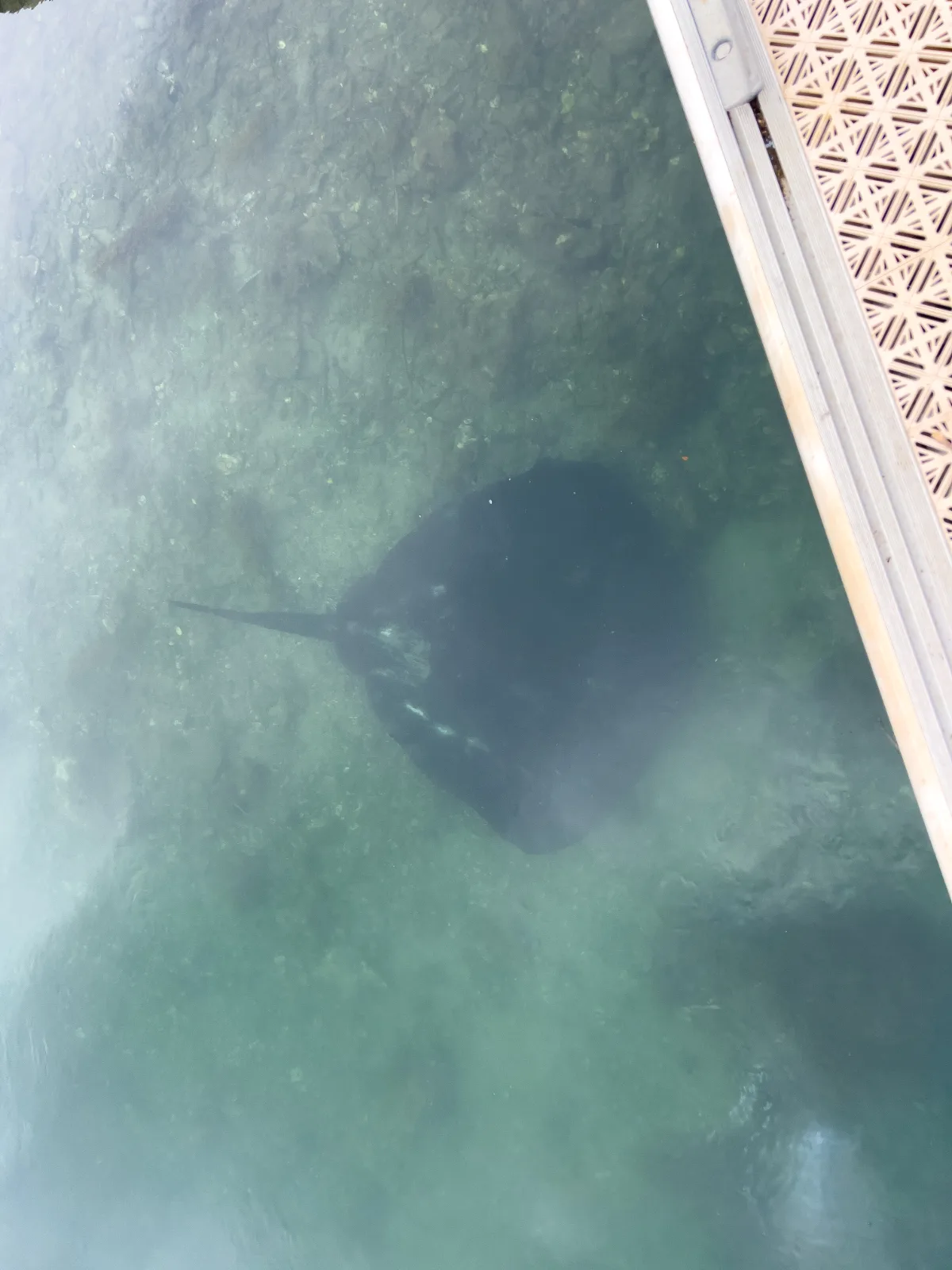 A stingray gracefully swims in the clear waters near the North Narooma wharf.