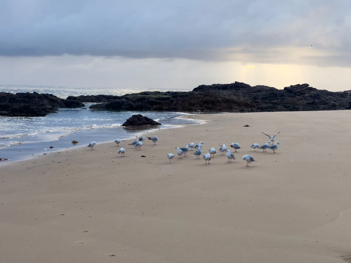 Silver Gulls gathering on the beach at low tide.