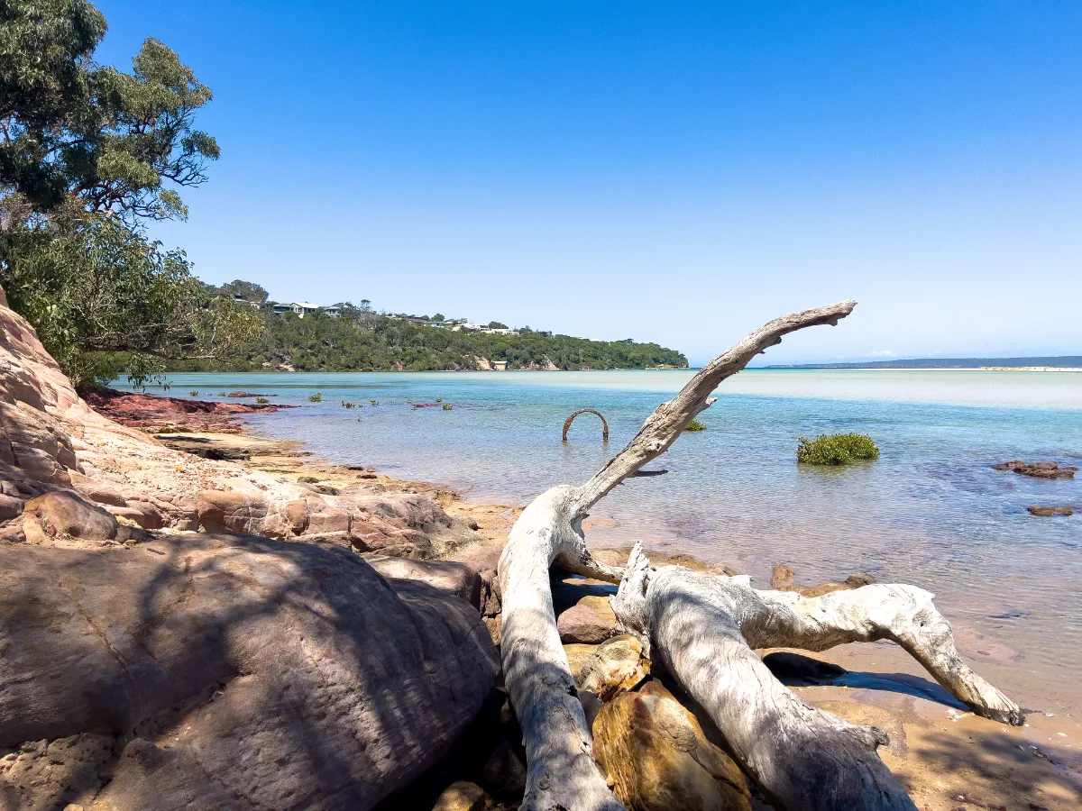 Weathered driftwood graces a quiet Merimbula beach.