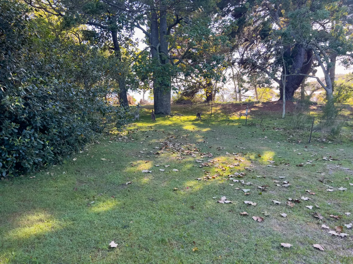 The campground in Bournda offers shady spots and plenty of space to relax.