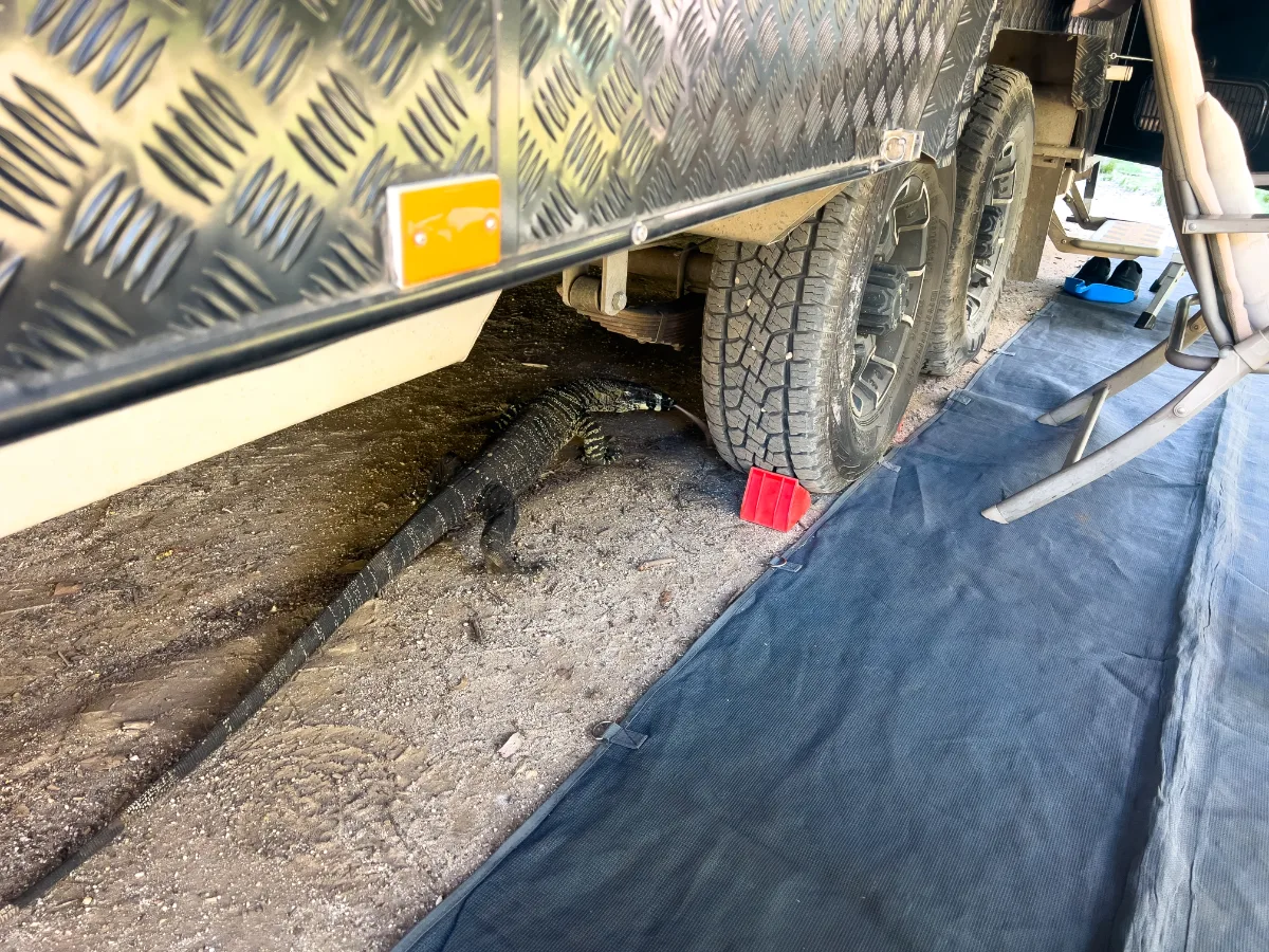 This lace monitor decided our campsite was the perfect place for a little exploration.