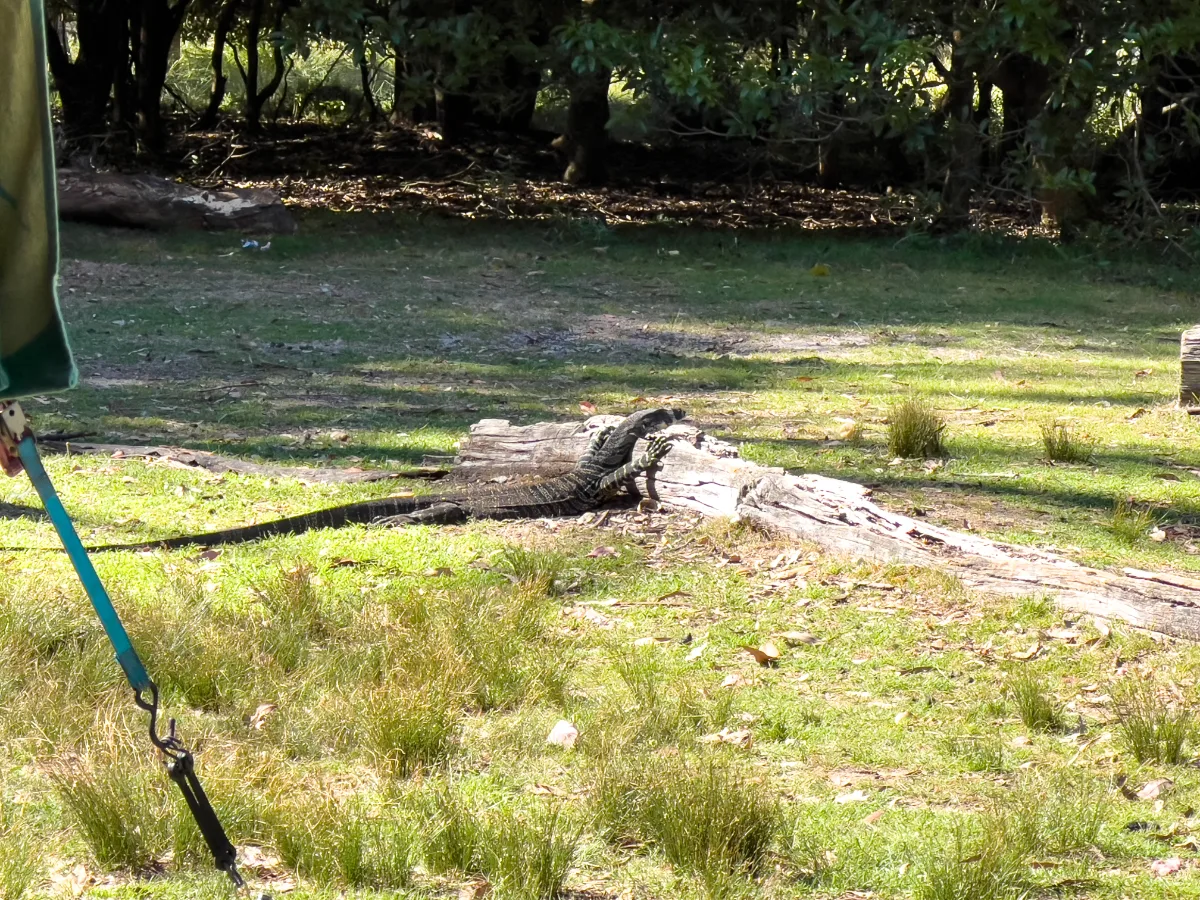 The goanna taking a wander.