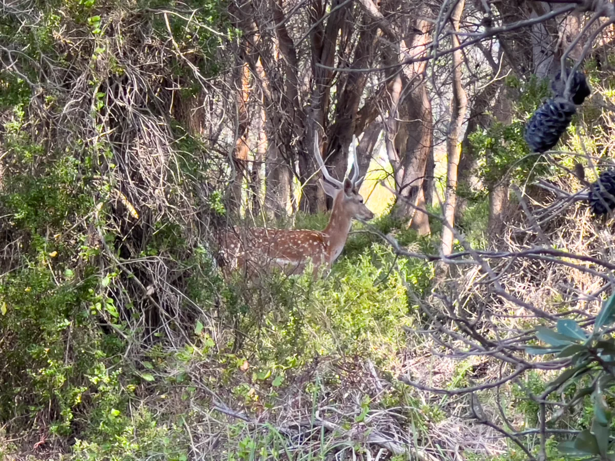 A shy stag pauses amongst the dense Boydtown foliage.