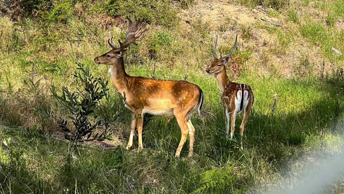Two Fallow Deer enjoying the grassy outskirts of Boydtown.
