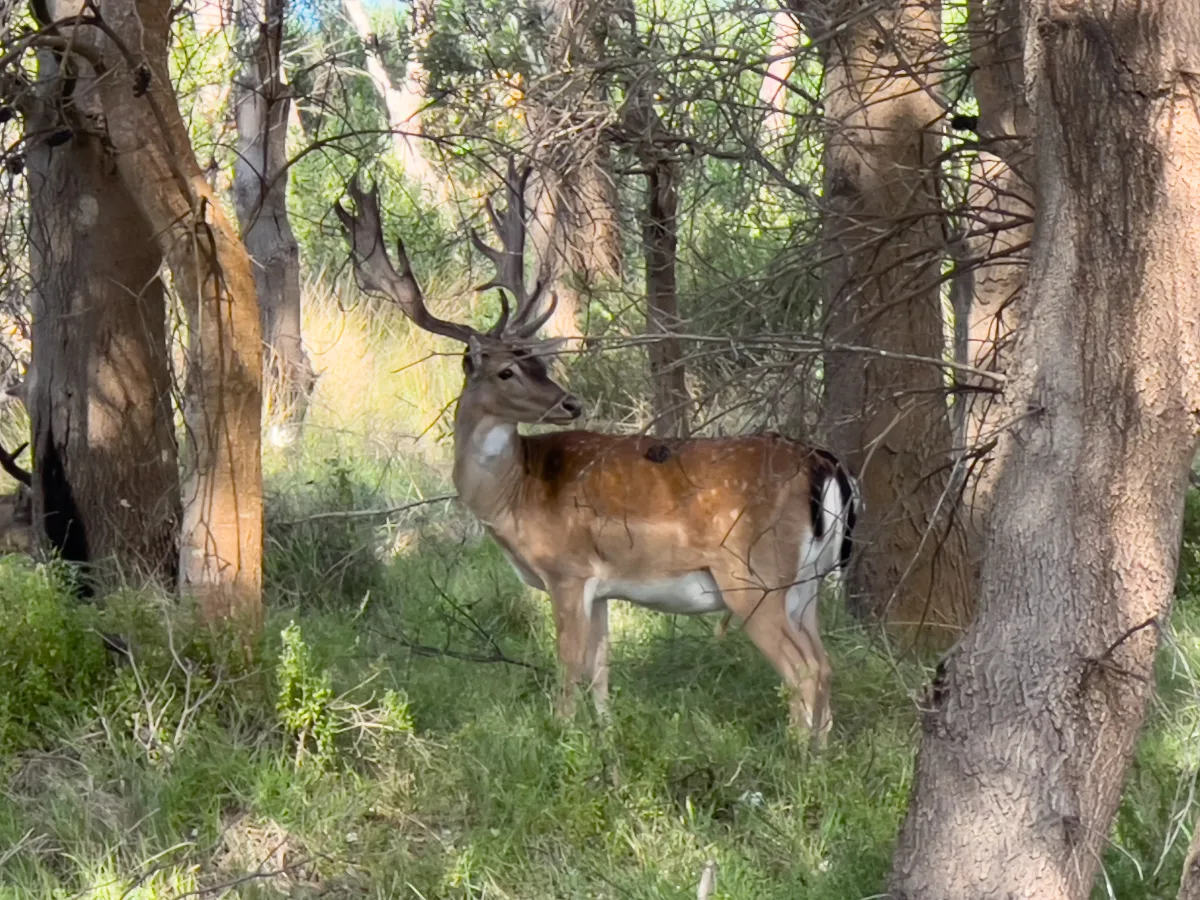 A lone stag stands proud amidst the trees near Boydtown.
