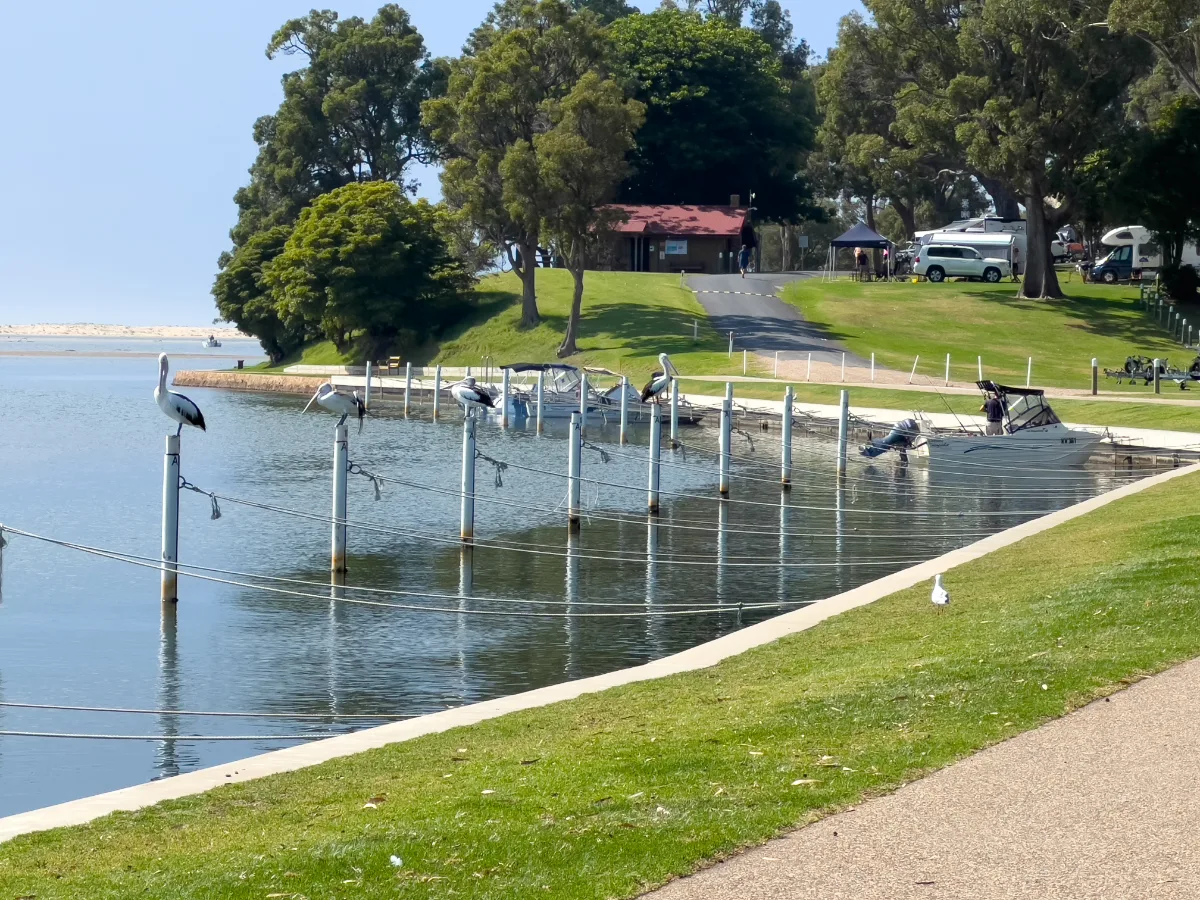 Cormorants and pelicans perched atop posts along the Mallacoota waterfront.