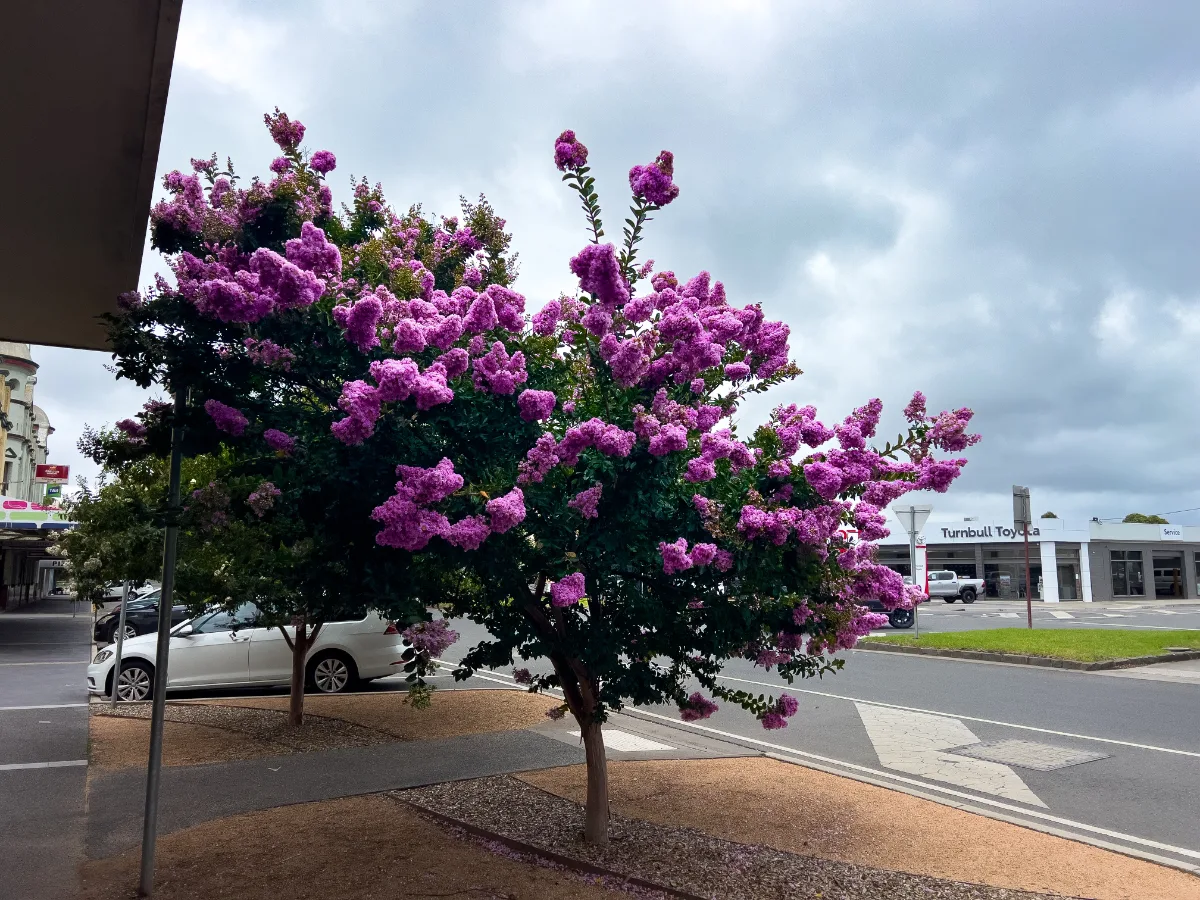 The crepe myrtle trees added a splash of colour.