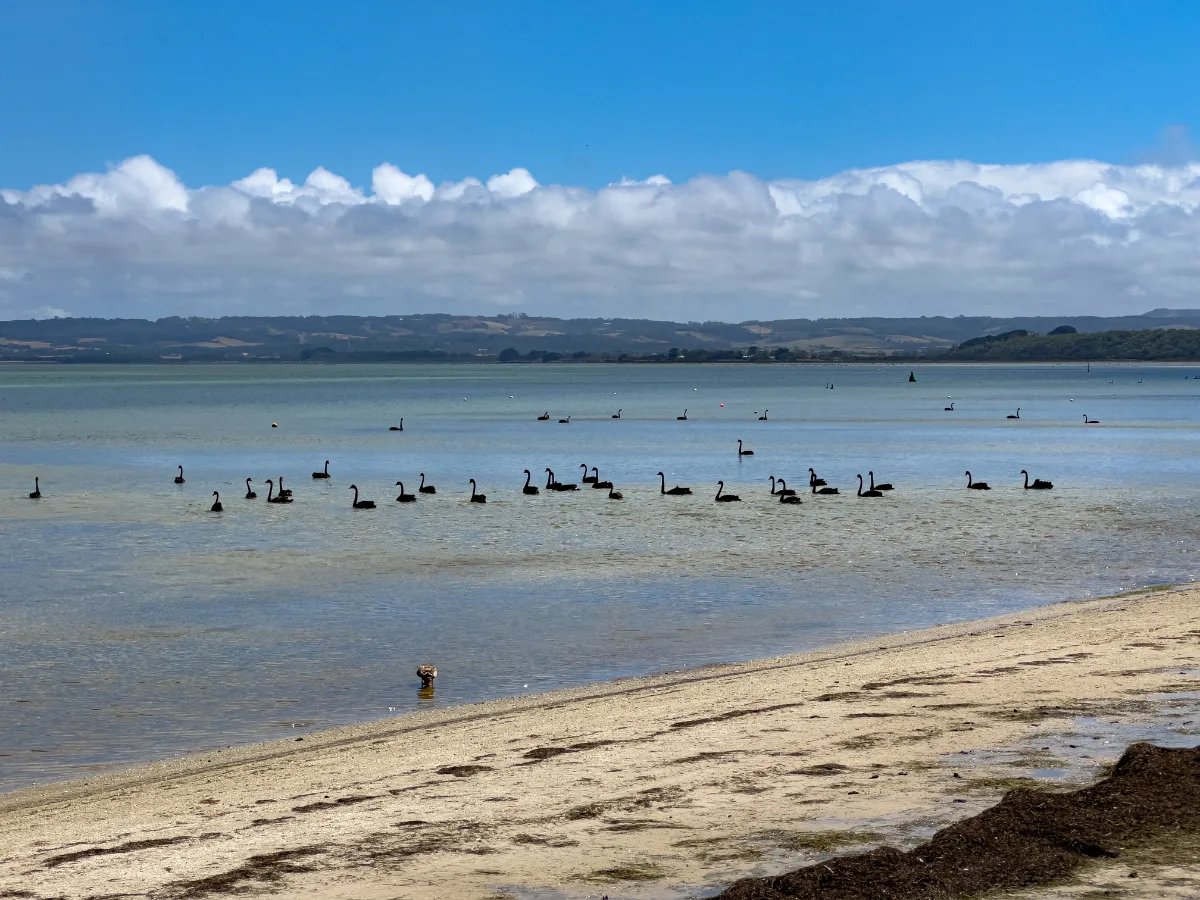 A gaggle of black swans enjoys a leisurely swim in the waters off Yanakie.