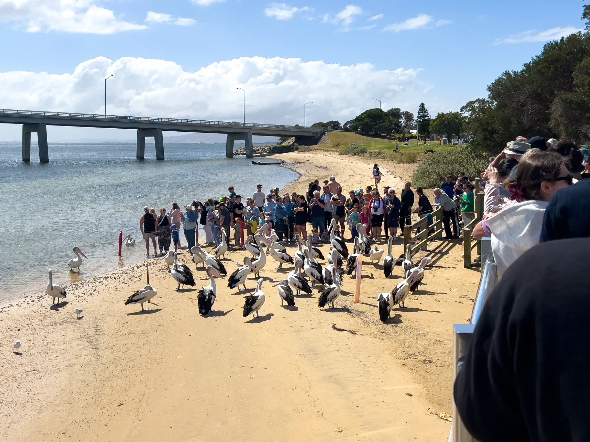 The iconic Newhaven bridge stretches into the distance as a flock of pelicans entertain onlookers on the beach.
