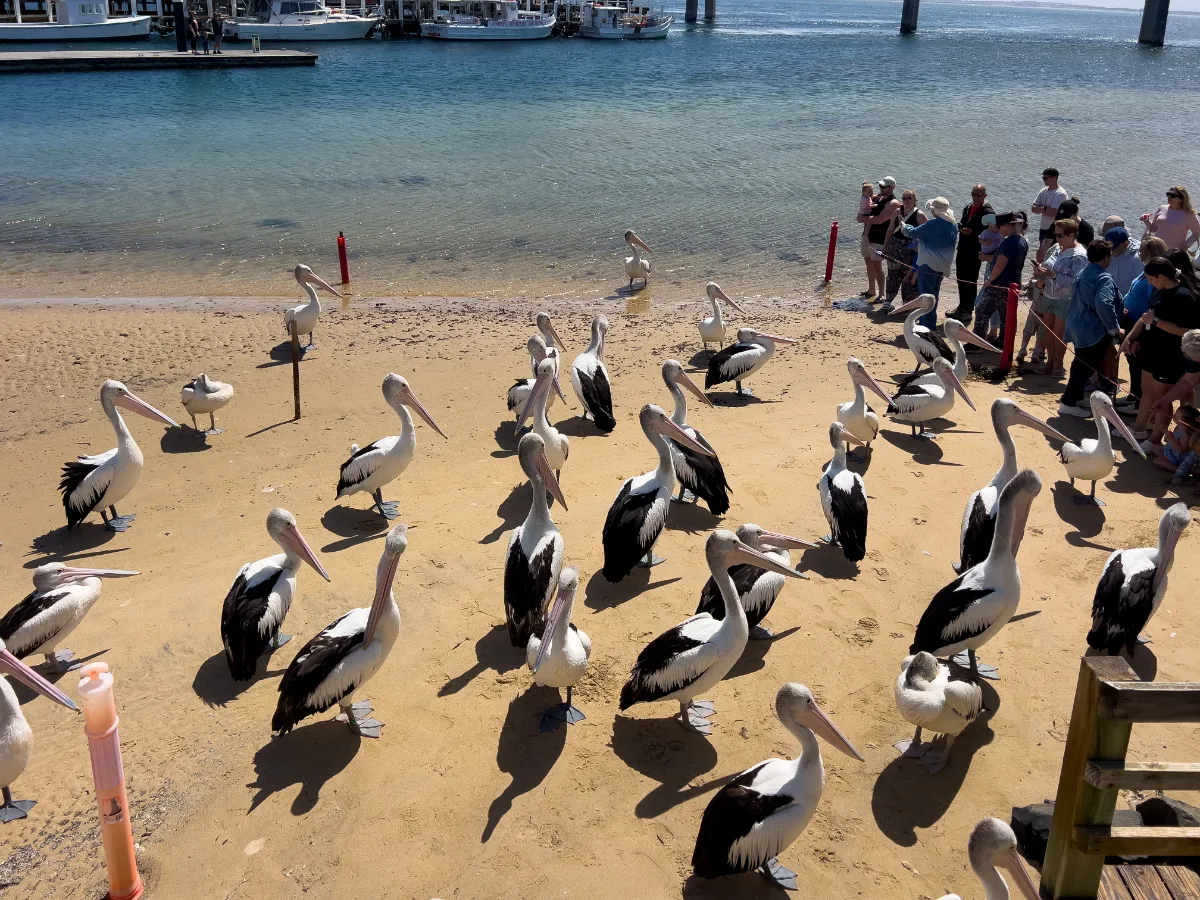 A ground-level view of the Newhaven pelican feeding frenzy.