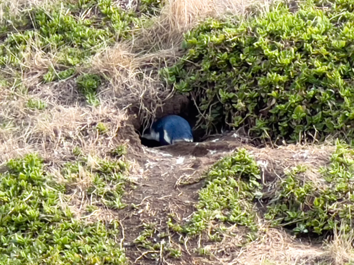 A Little Penguin disappearing into its burrow - a rare and delightful sight.