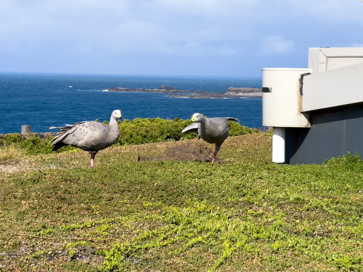 Cape Barren geese enjoying the ocean view atop a Bass Coast cliff.