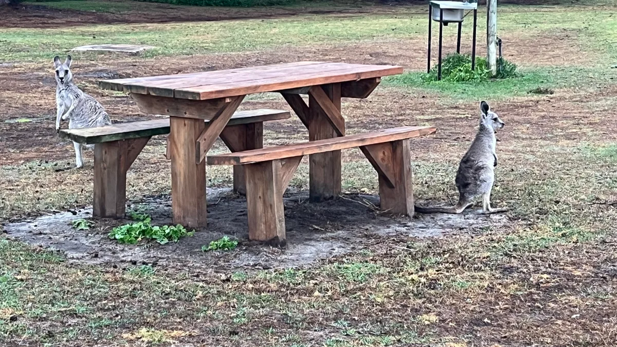 Picnic partners in Princetown. They were more interested in our sandwiches than our conversation.