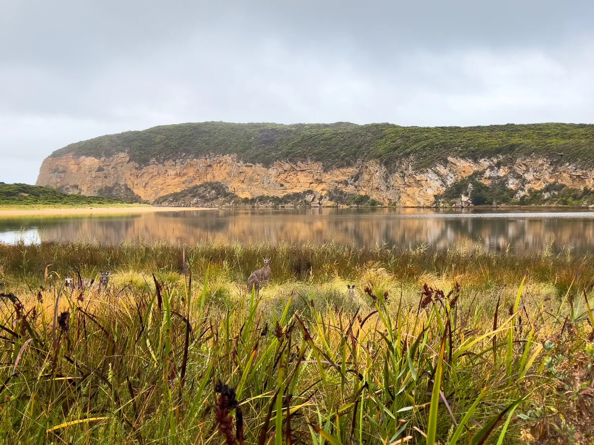 A kangaroo hides amongst the reeds on the Princetown wetlands.