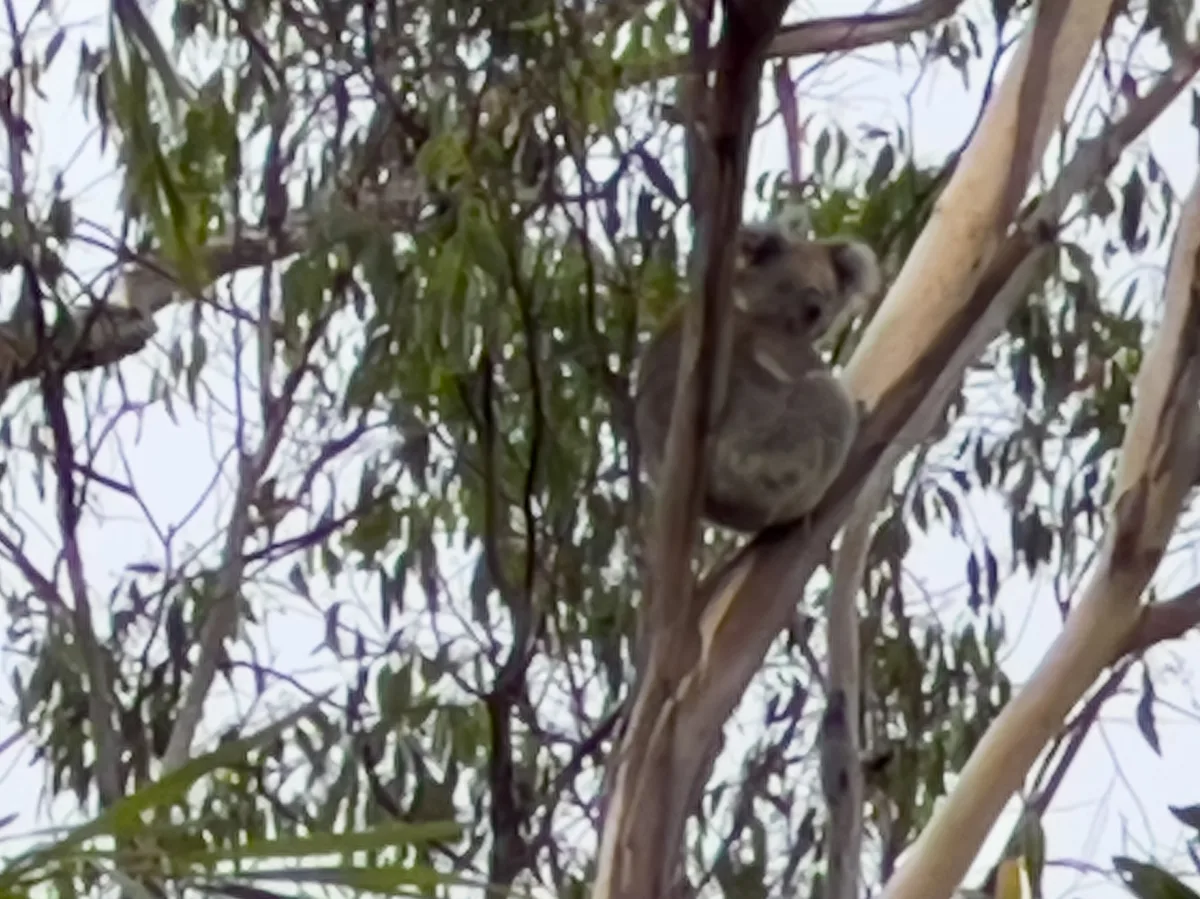 A sleepy koala enjoying a nap high in a gum tree.