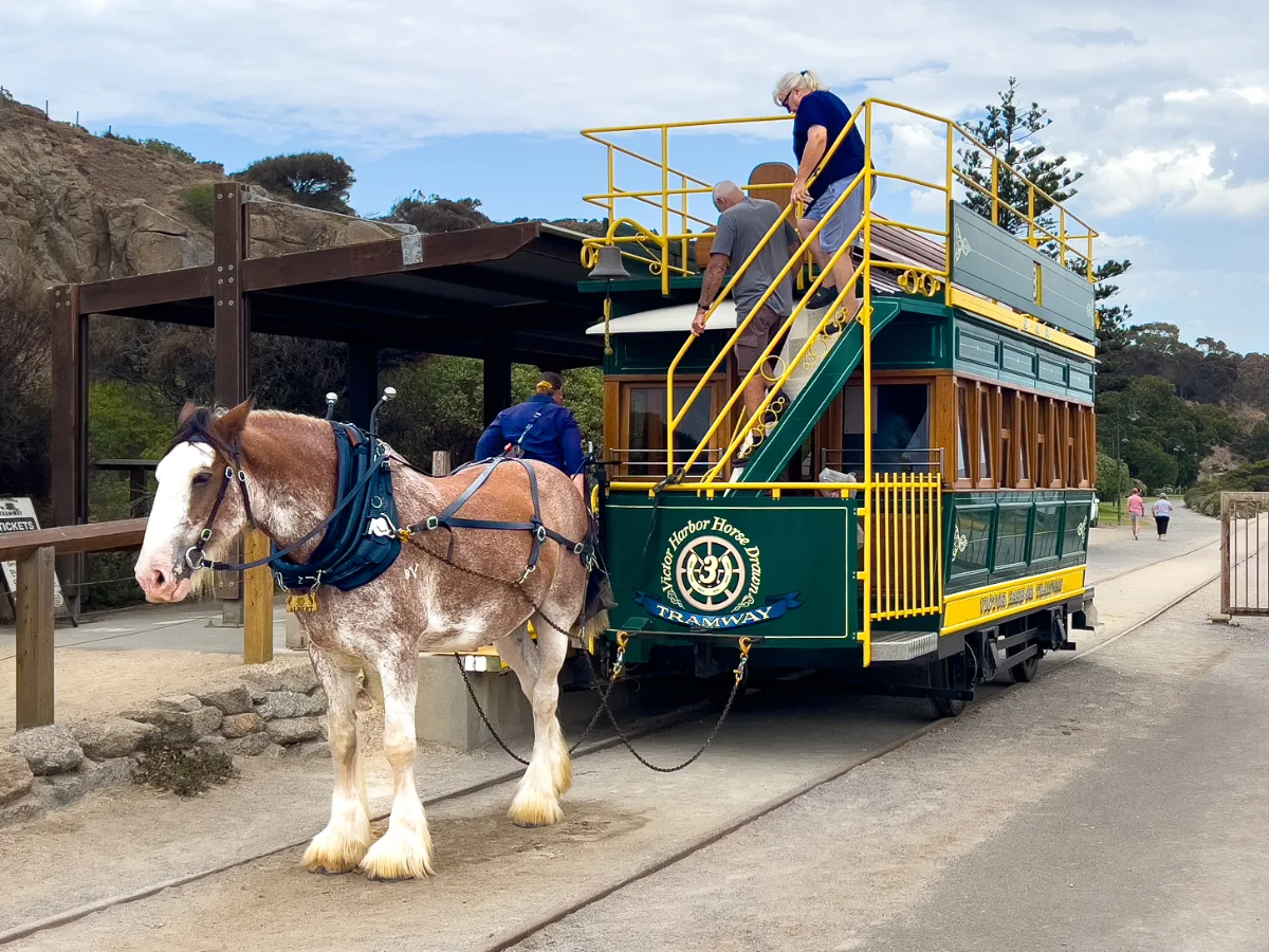 Memory from Victor Harbor: Horses, Heights, and a Whole Lot of Granite