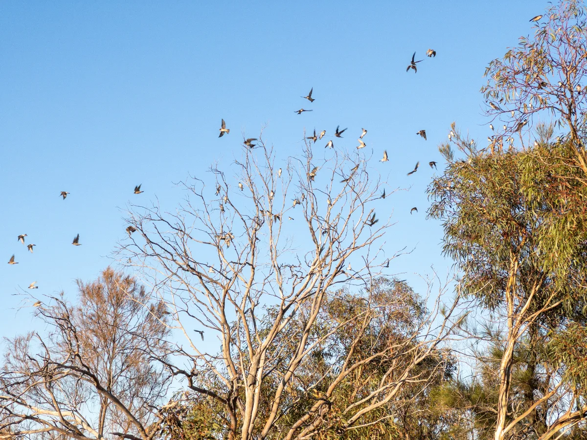 A feathered frenzy takes to the skies above St Kilda.