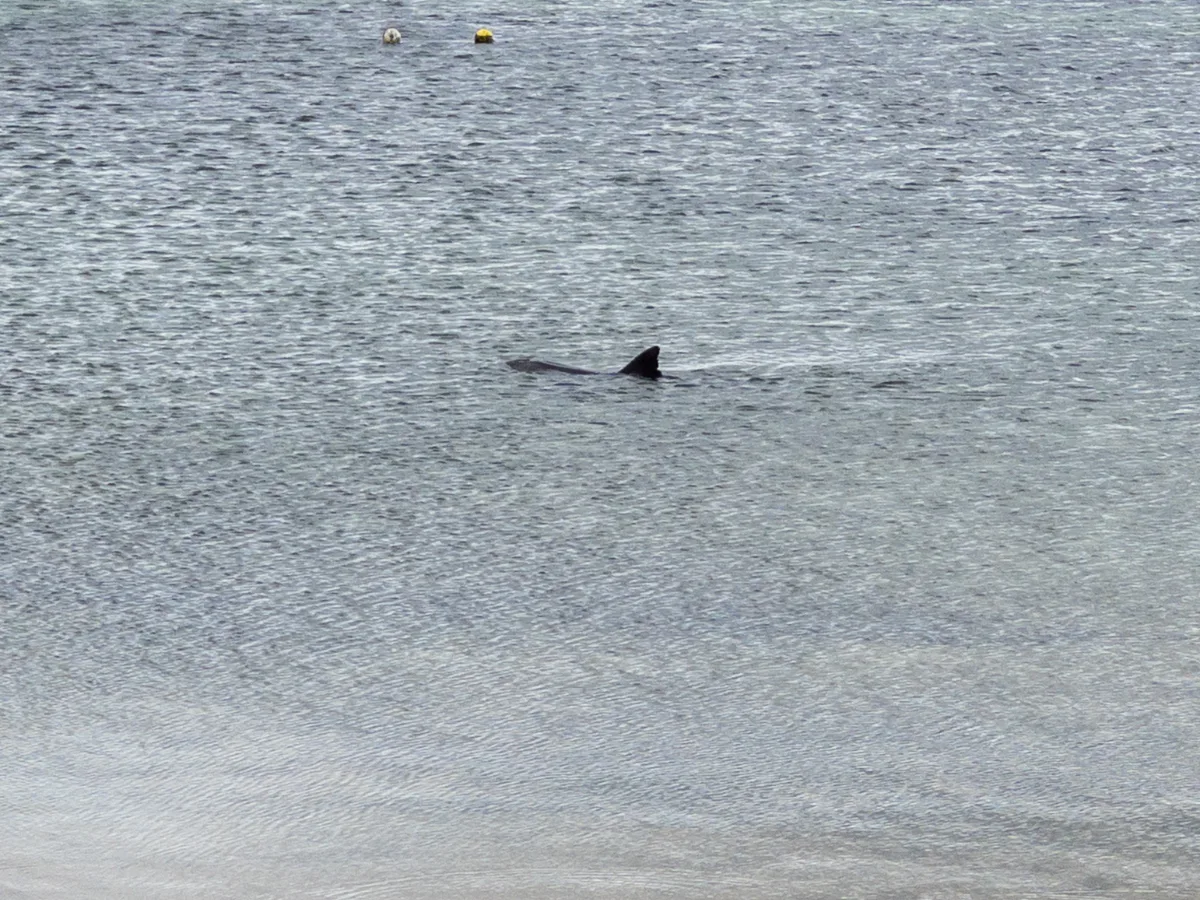A dolphin fin breaking the surface of the Spencer Gulf – a reminder of the wild beauty just offshore from Stansbury.