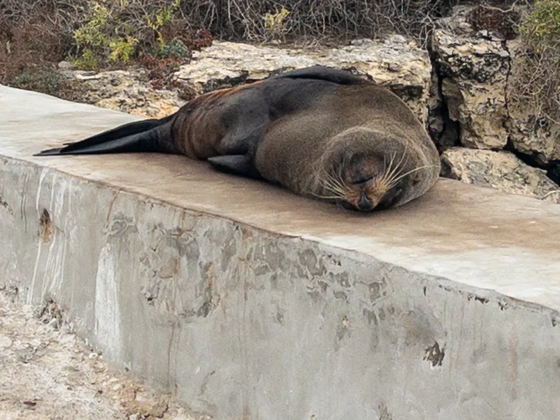 A blissful local enjoying an afternoon nap on the Edithburgh foreshore.