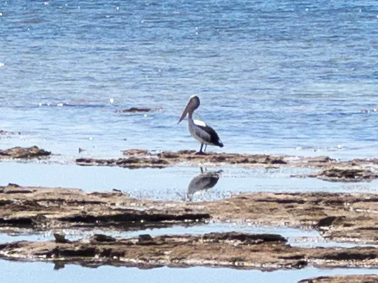A solitary pelican stands in shallow water, its reflection mirroring its patient search for food.