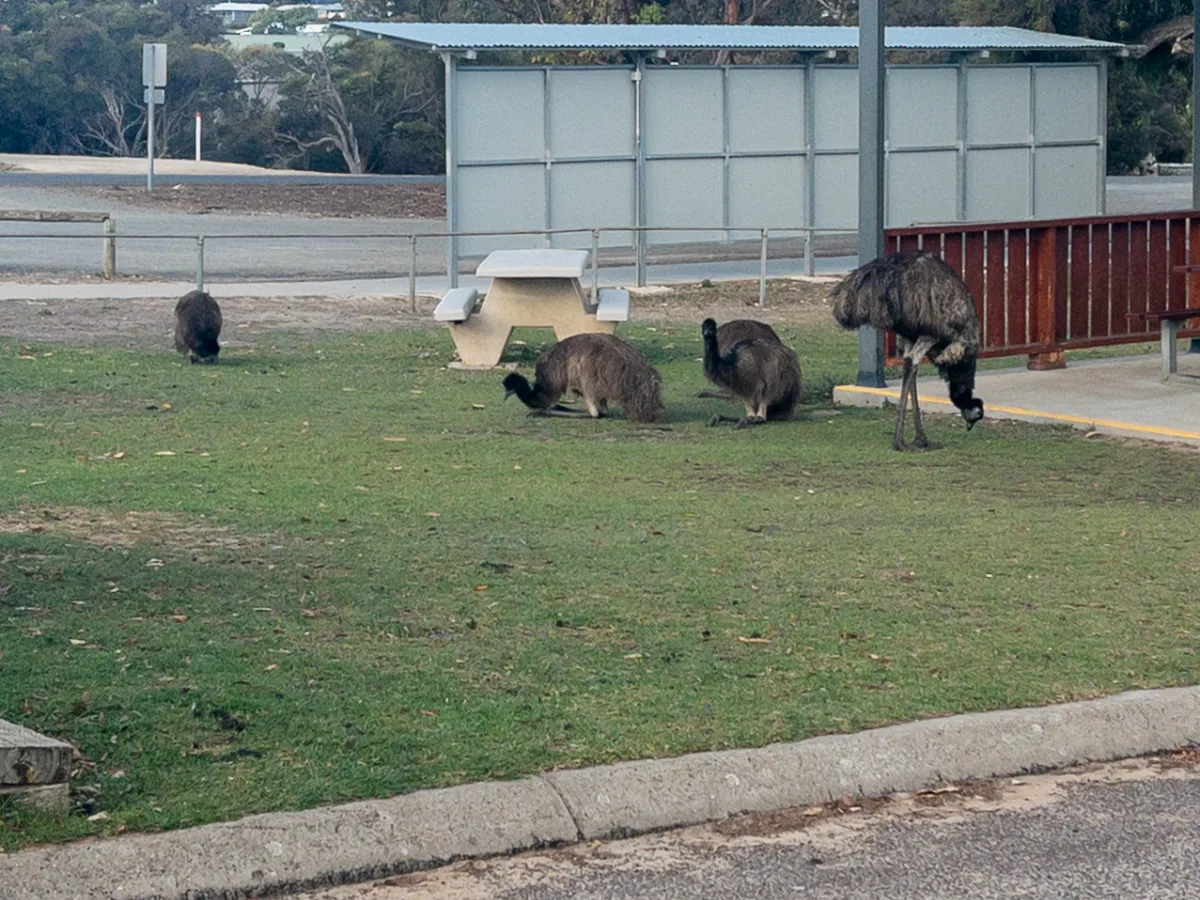 A parliament of emus enjoys the manicured lawns of the caravan park.