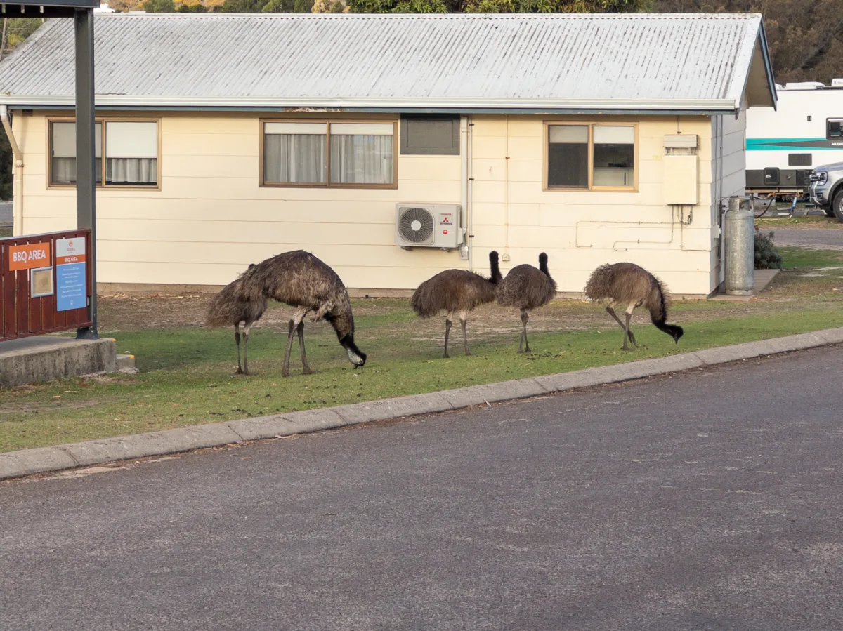 These locals are considerably taller than they look on the telly.