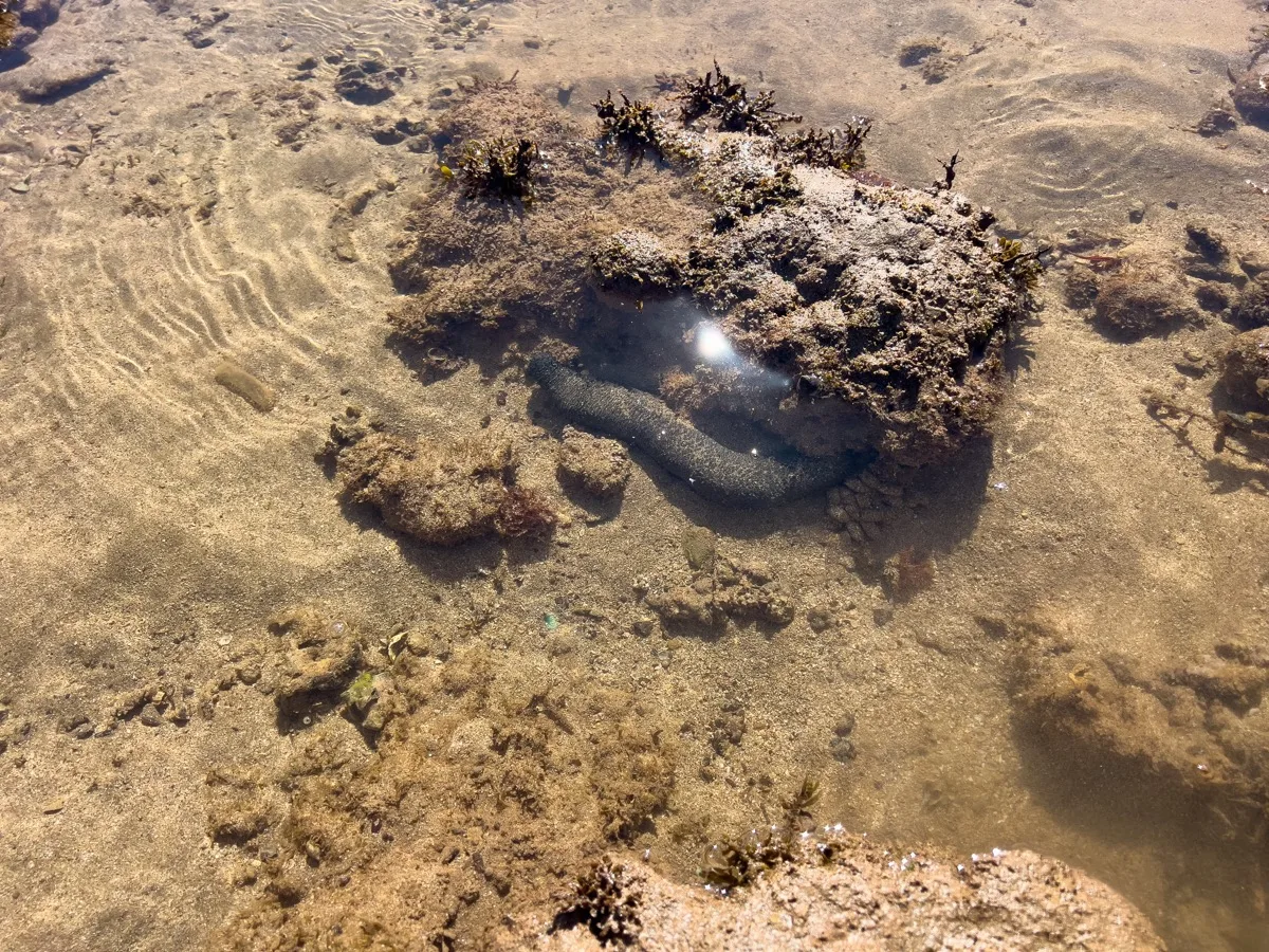 Marine life thriving in shallow coastal waters