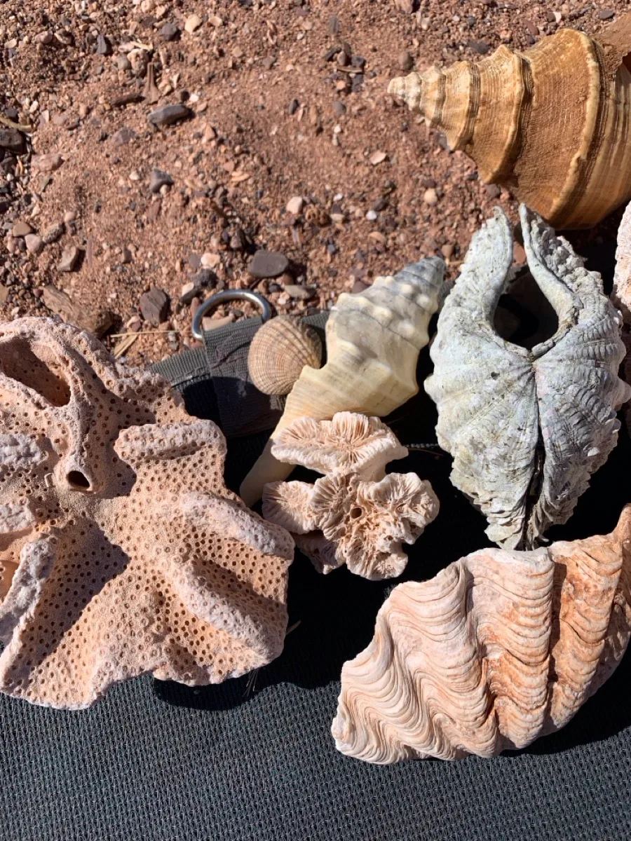 Ancient marine fossils discovered in the Australian outback