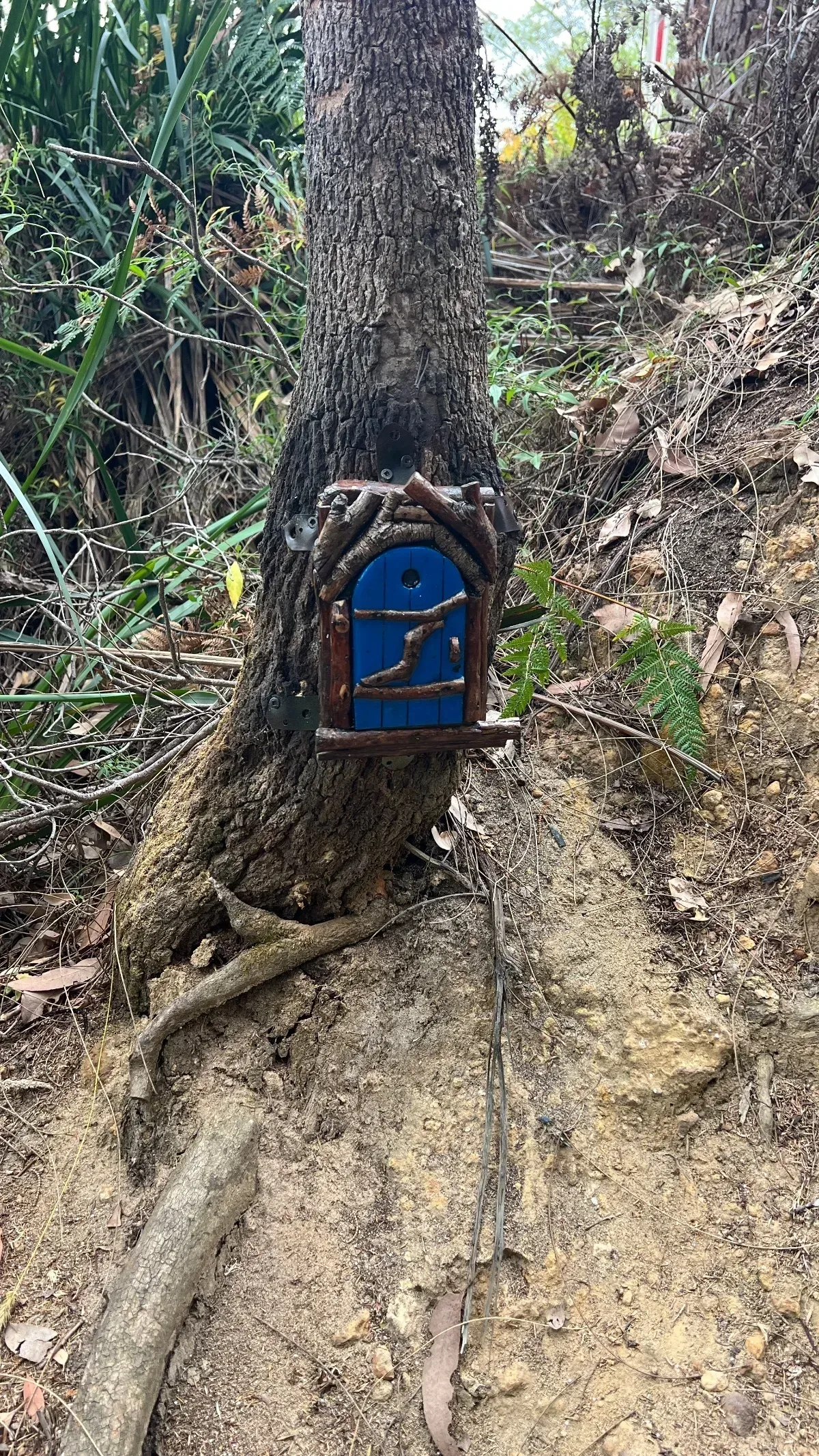 A blue door, complete with miniature branch supports, adorns the base of a tree.