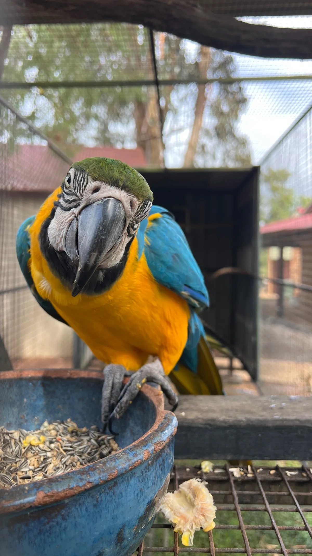 A cheeky macaw at the Walpole Bird Aviary eyes up its next snack.