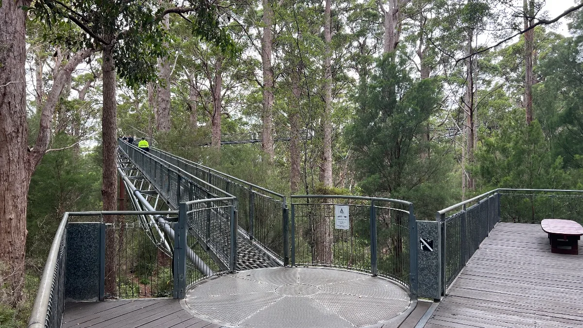 A wider perspective of the Treetop Walk, highlighting its innovative design and minimal environmental impact.