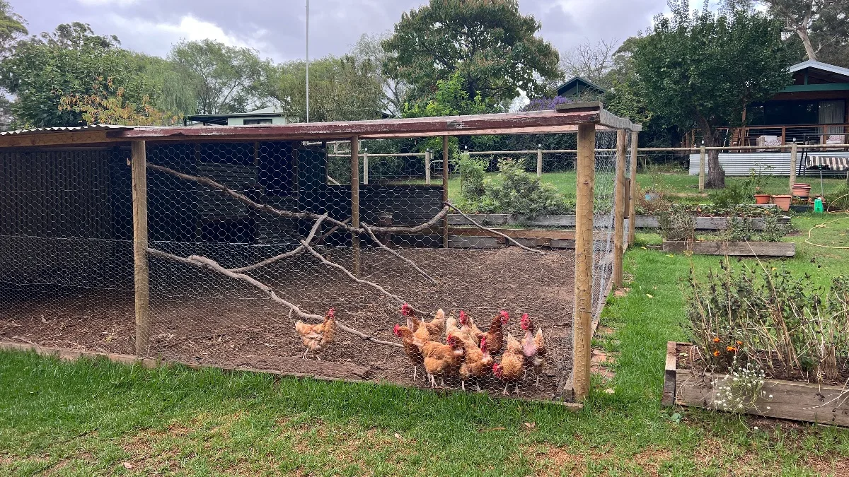 The charming free-range chickens of Riverbend.
